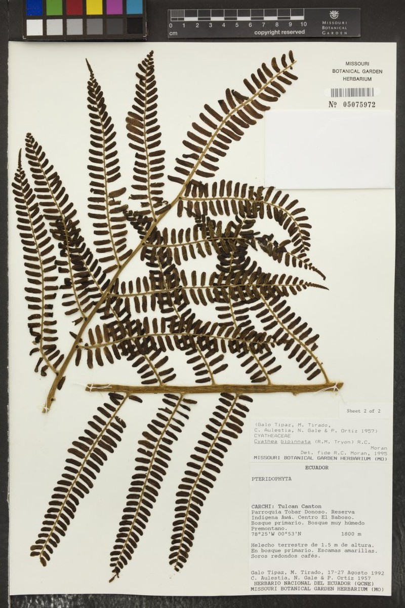 Cyathea bipinnata photo 3