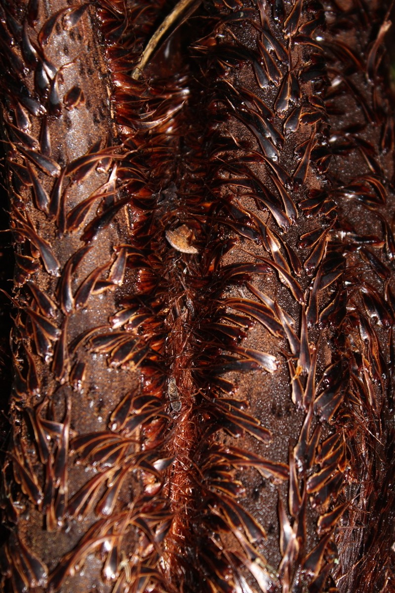 Cyathea boconensis