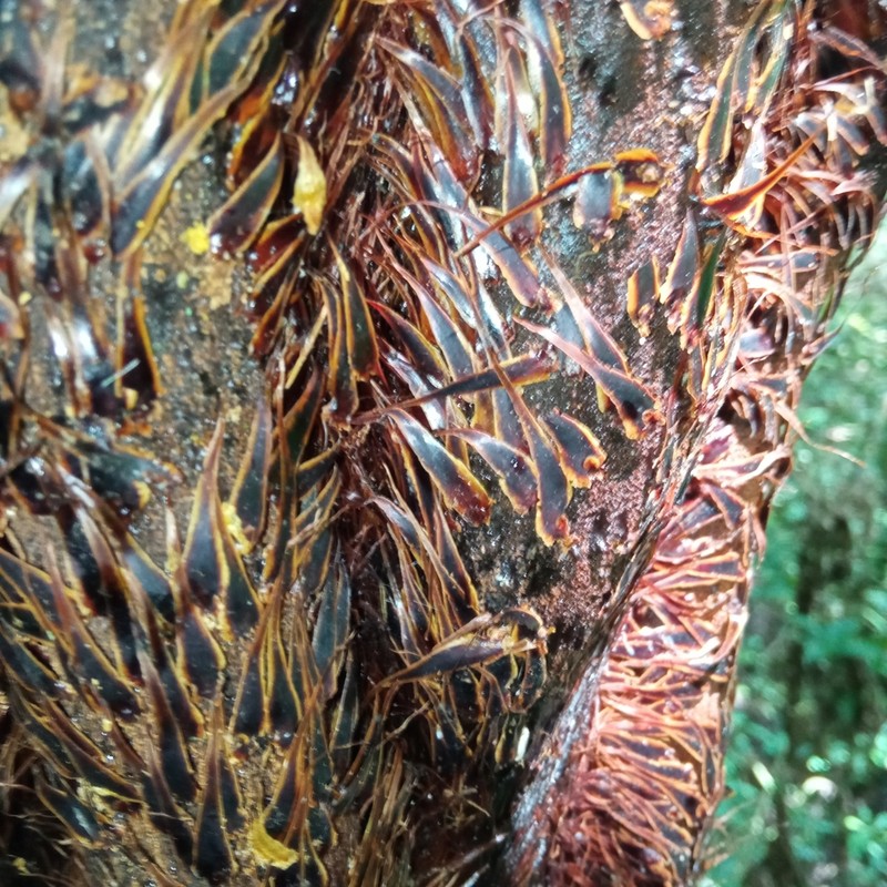 Cyathea boconensis photo 2