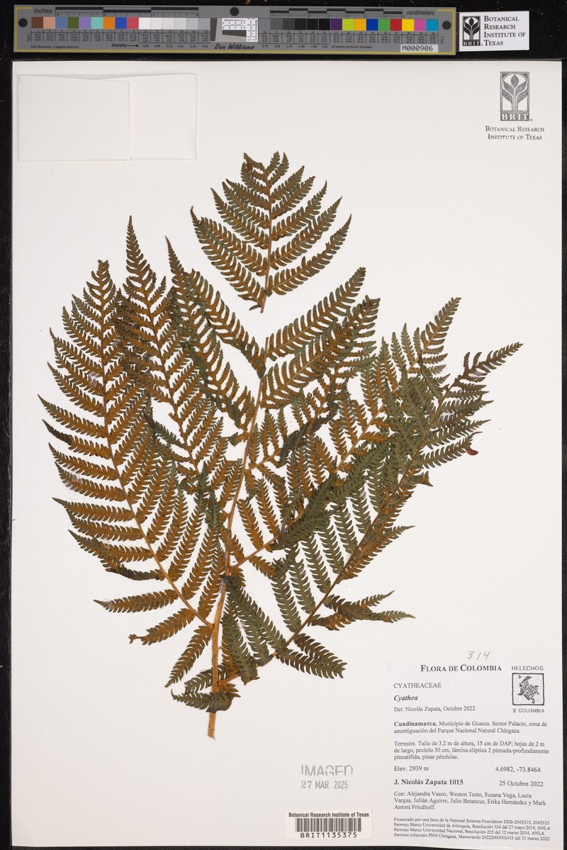 Cyathea boconensis photo 3