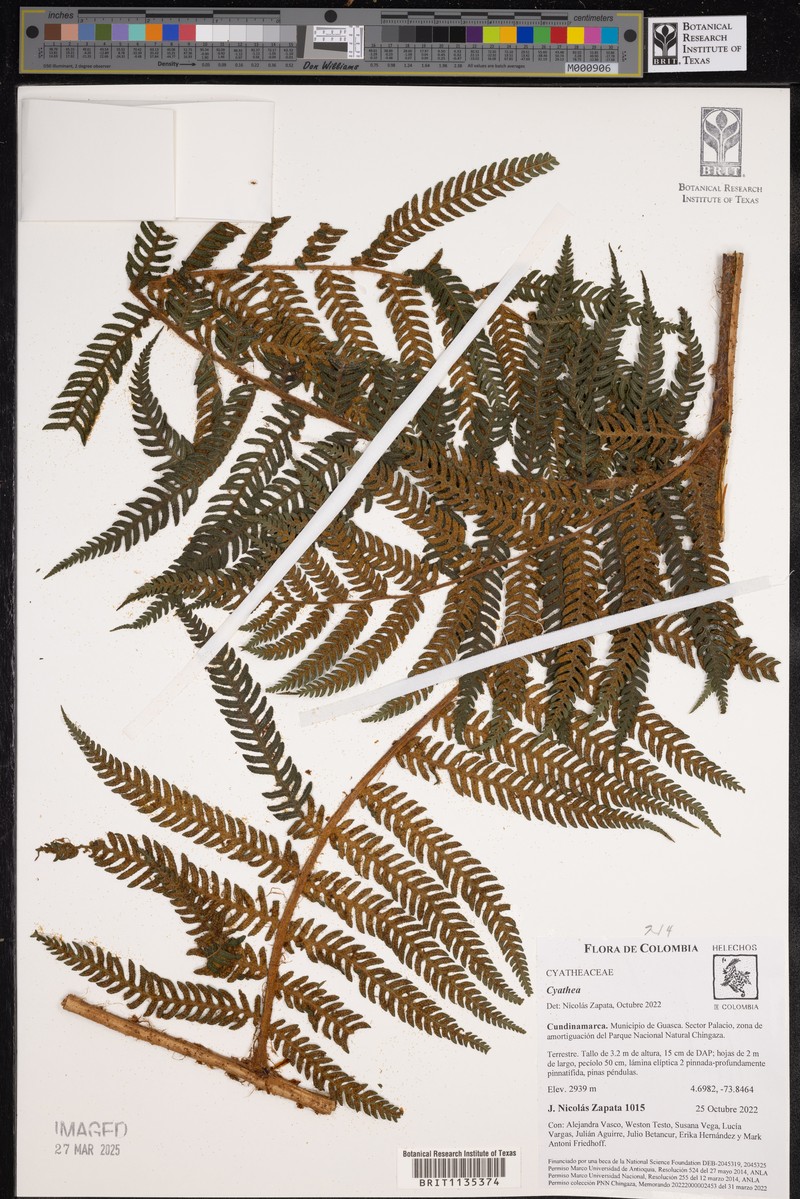 Cyathea boconensis photo 4