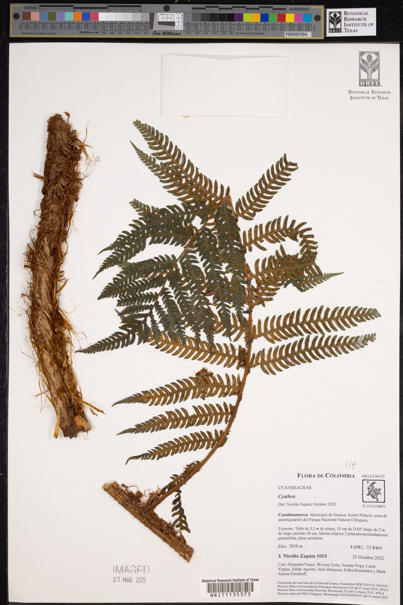 Cyathea boconensis photo 5