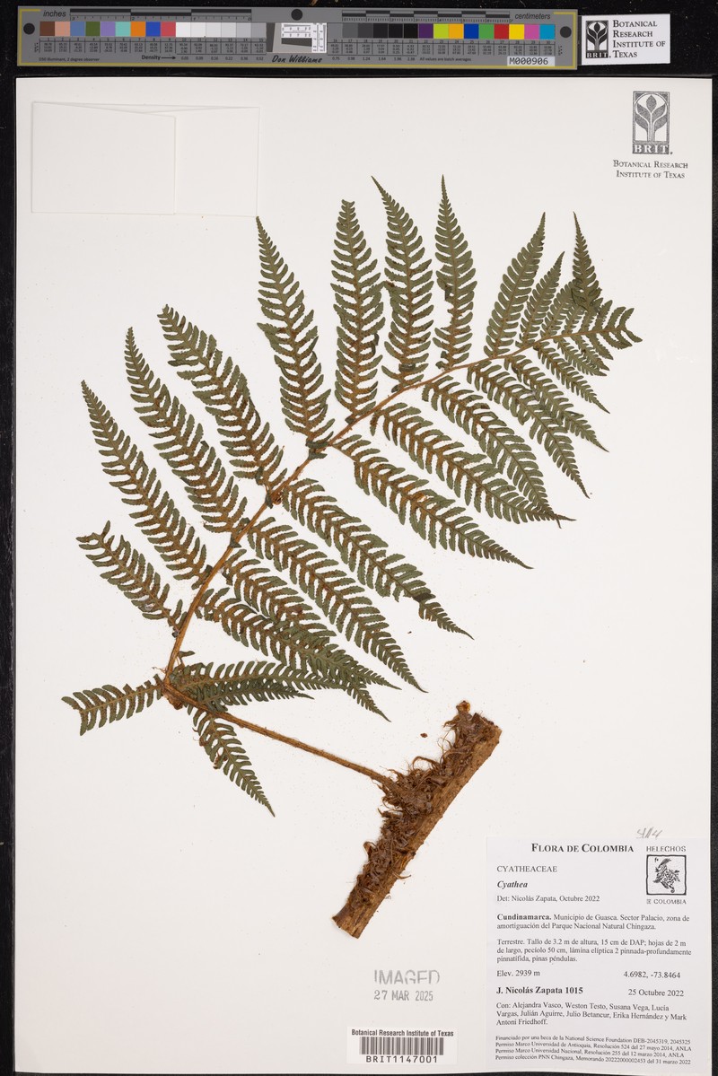 Cyathea boconensis photo 6