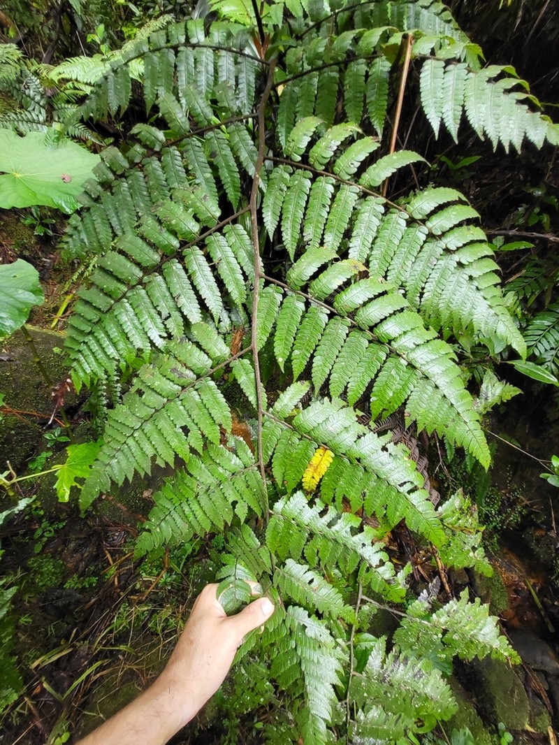 Birdwing Treefern