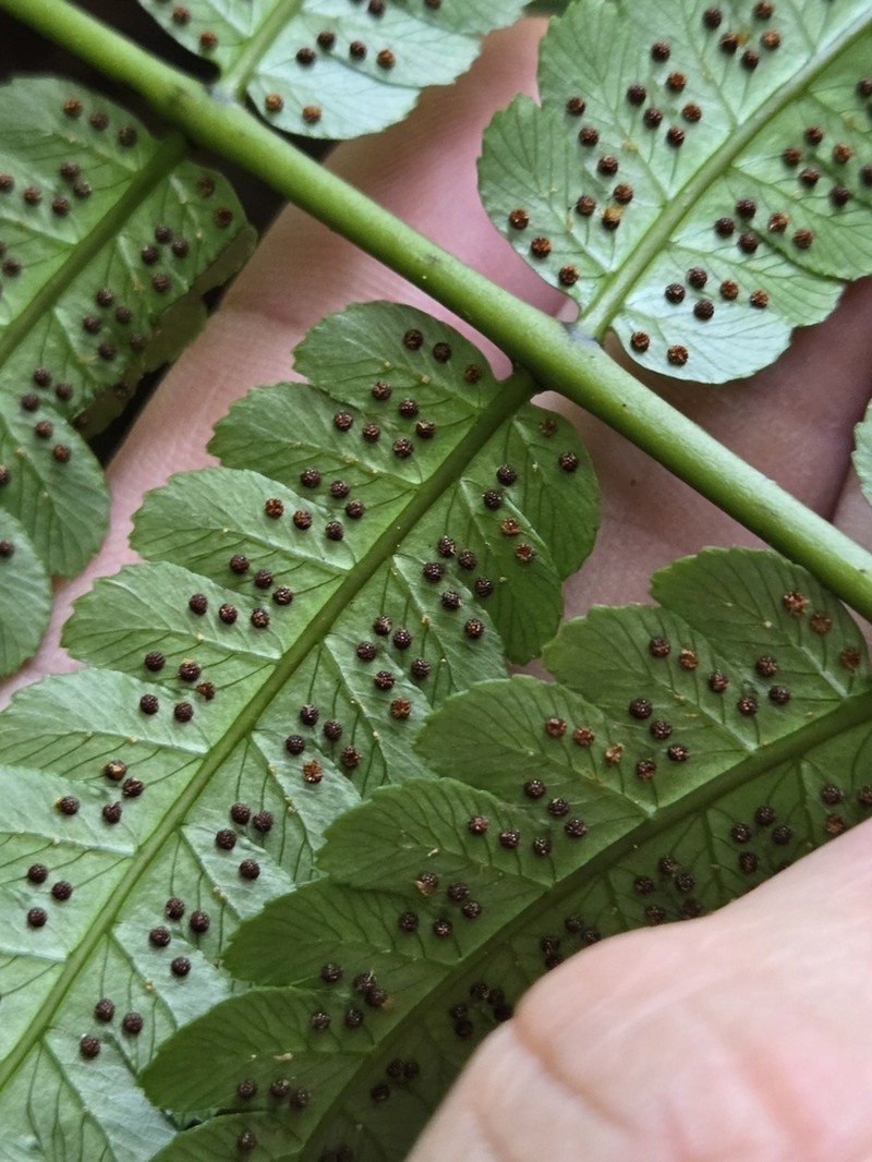 Birdwing Treefern photo 2
