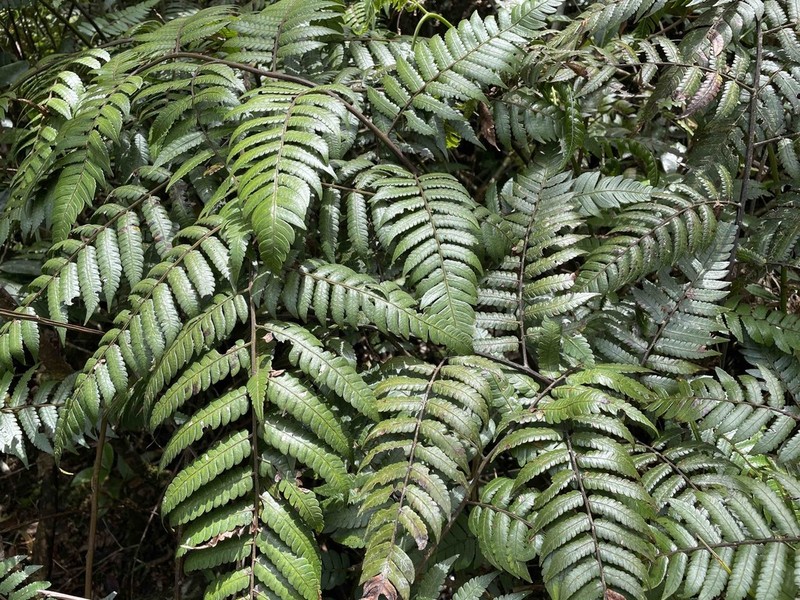 Birdwing Treefern photo 3