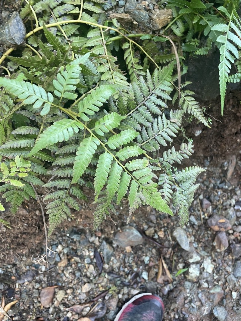 Birdwing Treefern photo 4
