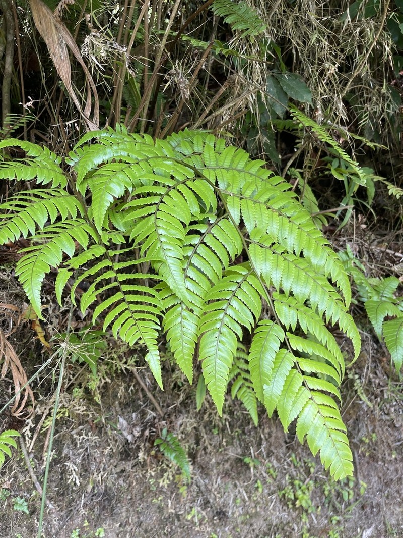 Birdwing Treefern photo 5