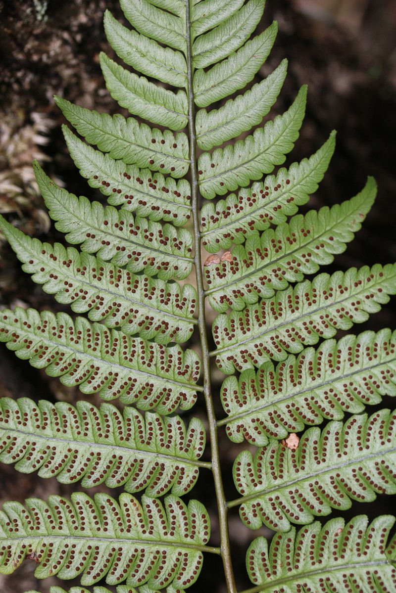Birdwing Treefern photo 6