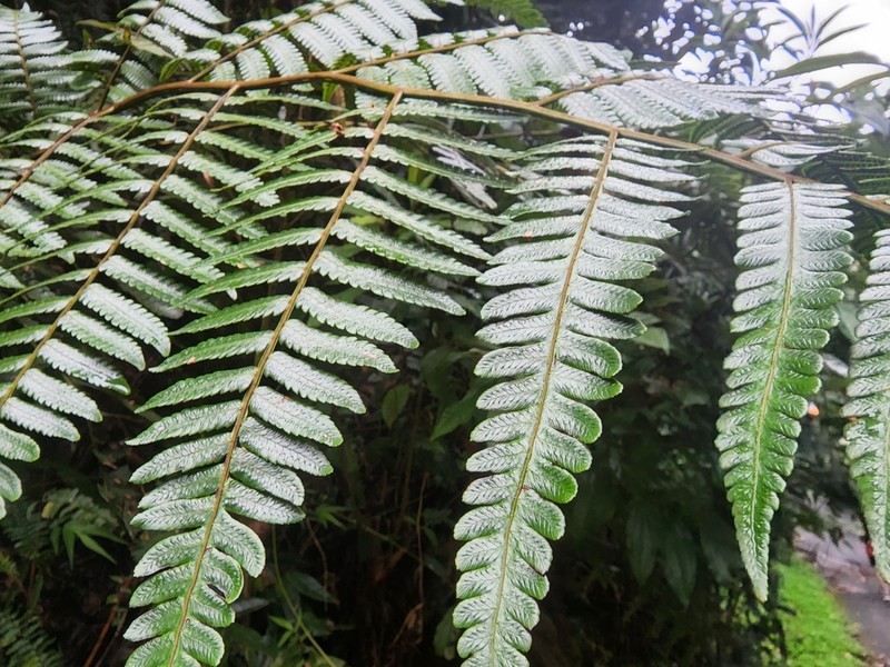 Birdwing Treefern photo 7