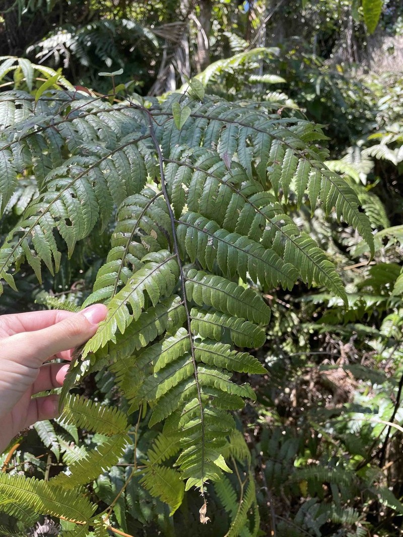 Birdwing Treefern photo 8
