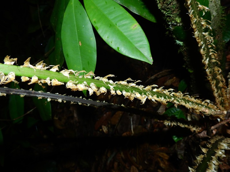 Cyathea boryana