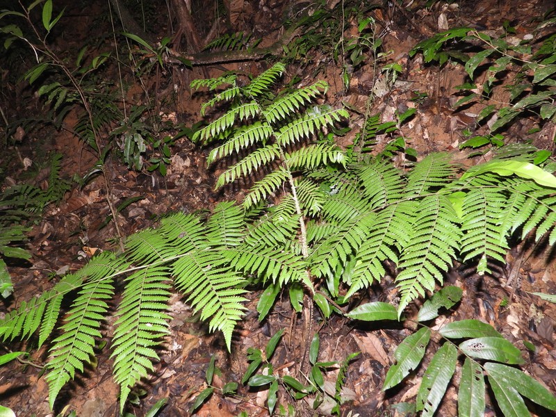 Cyathea boryana photo 2
