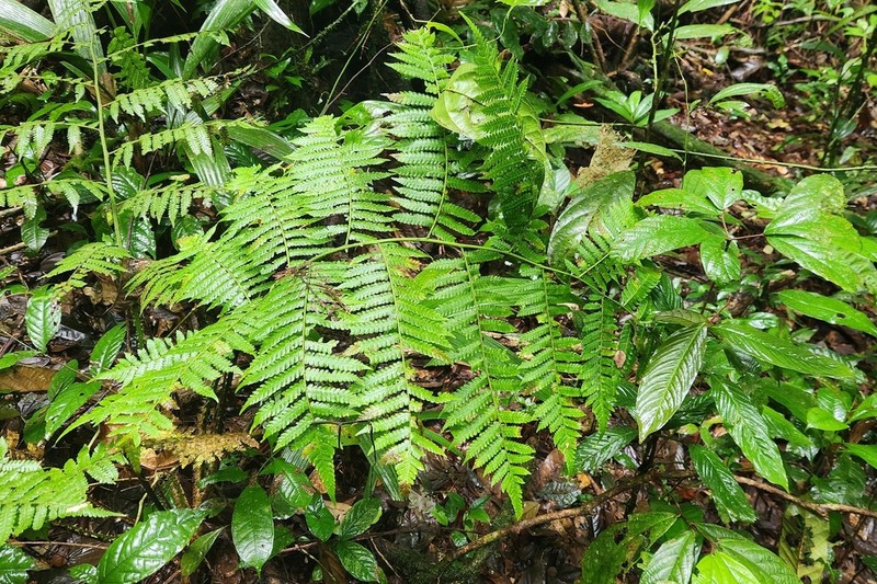 Cyathea boryana photo 3