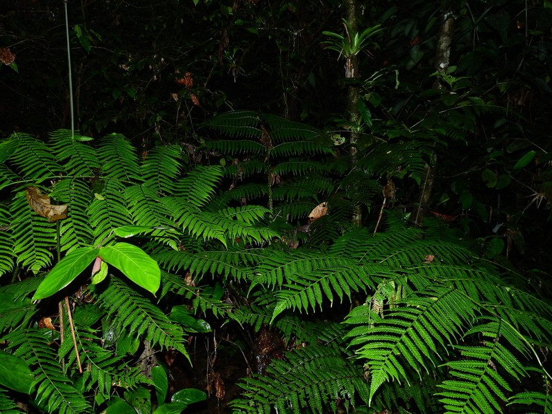 Cyathea boryana photo 4