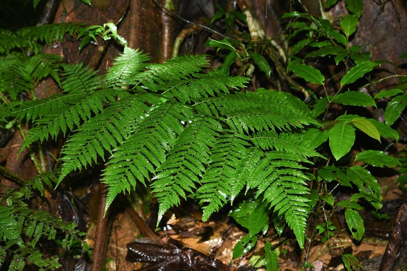 Cyathea boryana photo 5