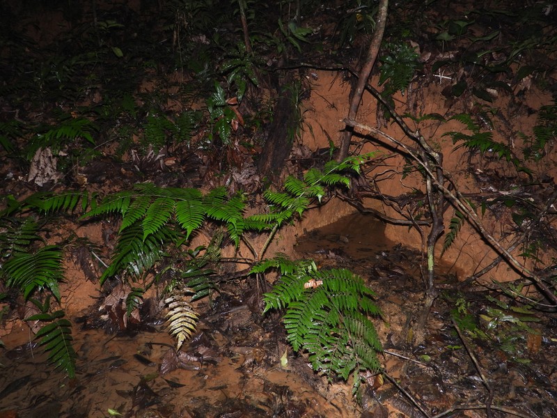 Cyathea boryana photo 6