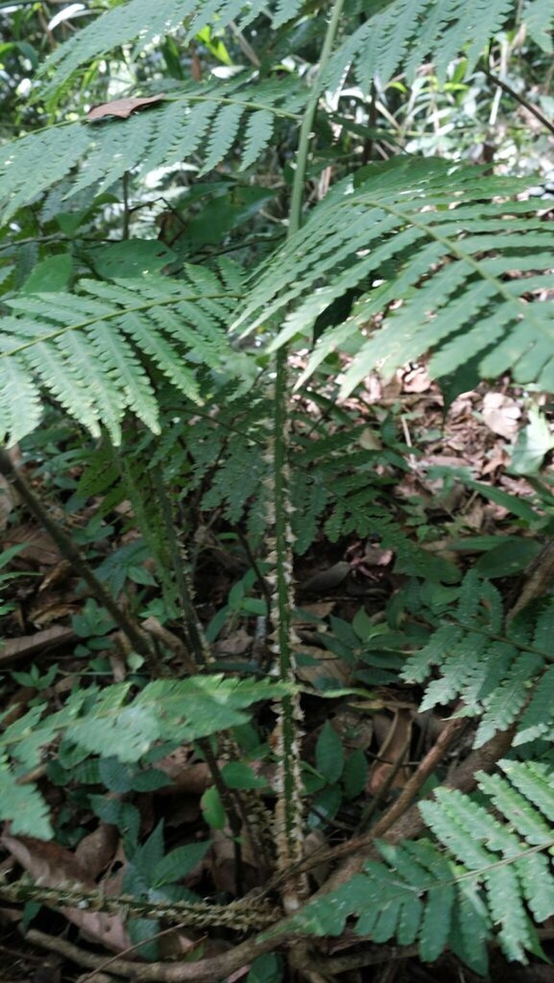 Cyathea boryana photo 7