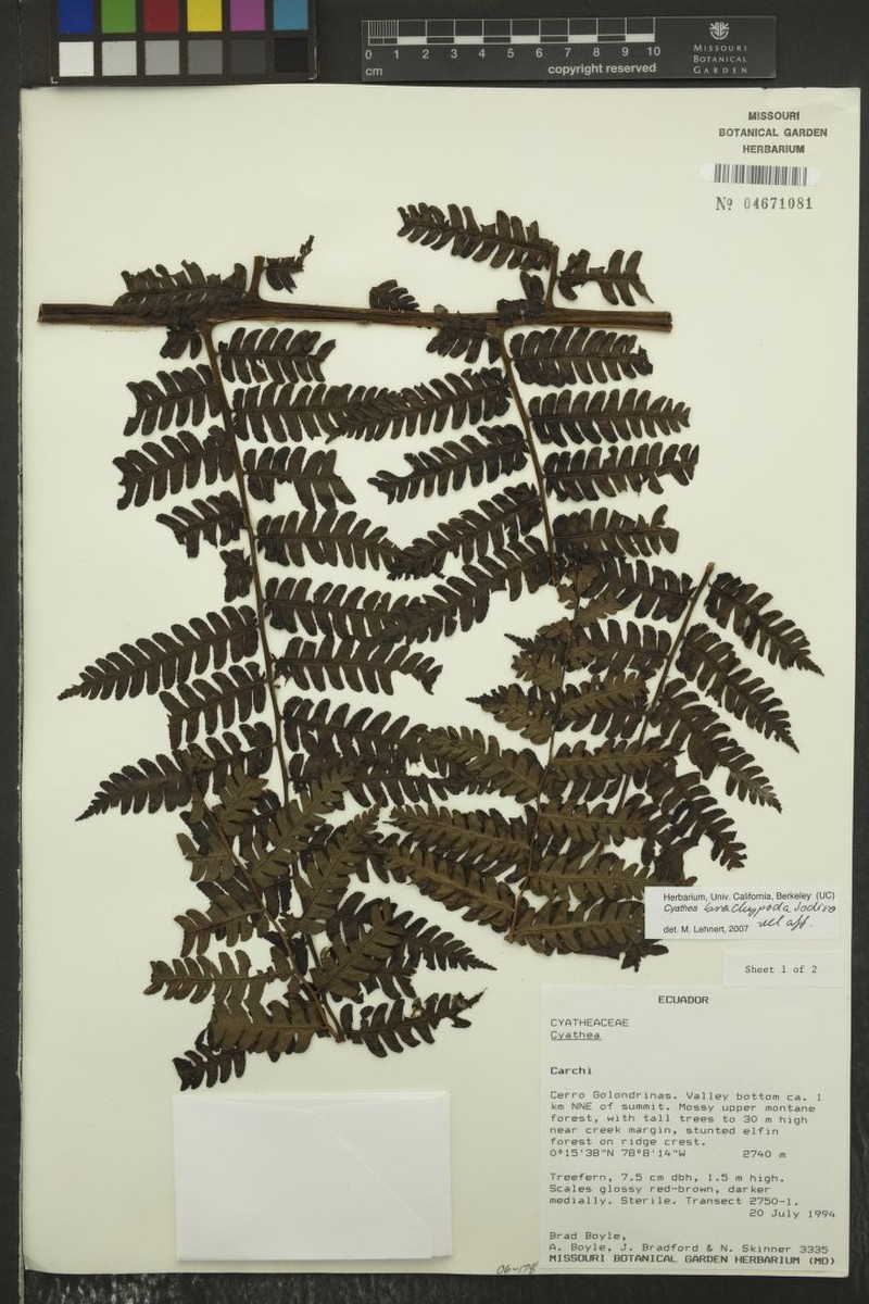 Cyathea brachypoda