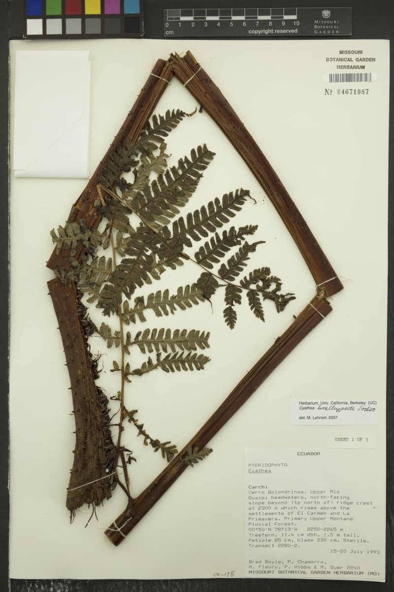 Cyathea brachypoda photo 2