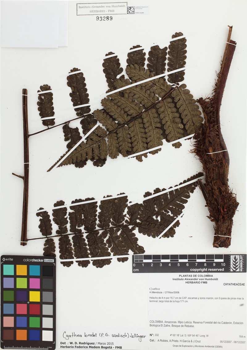 Cyathea bradei