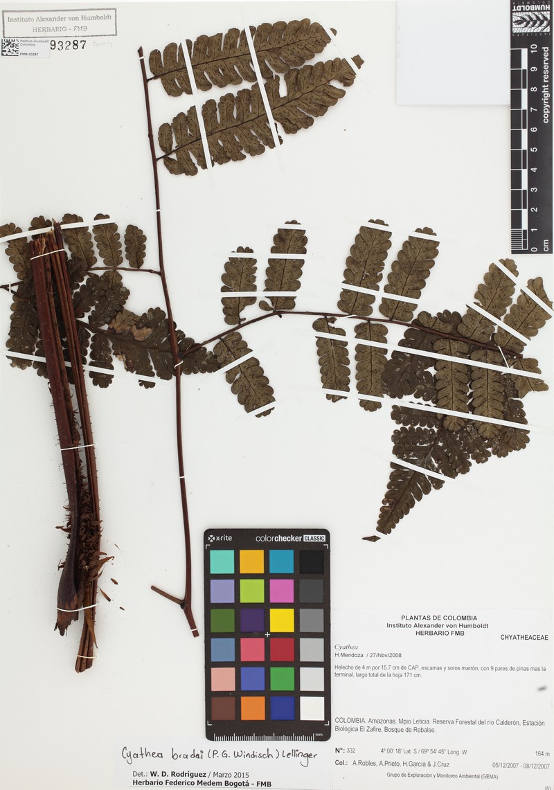 Cyathea bradei photo 2