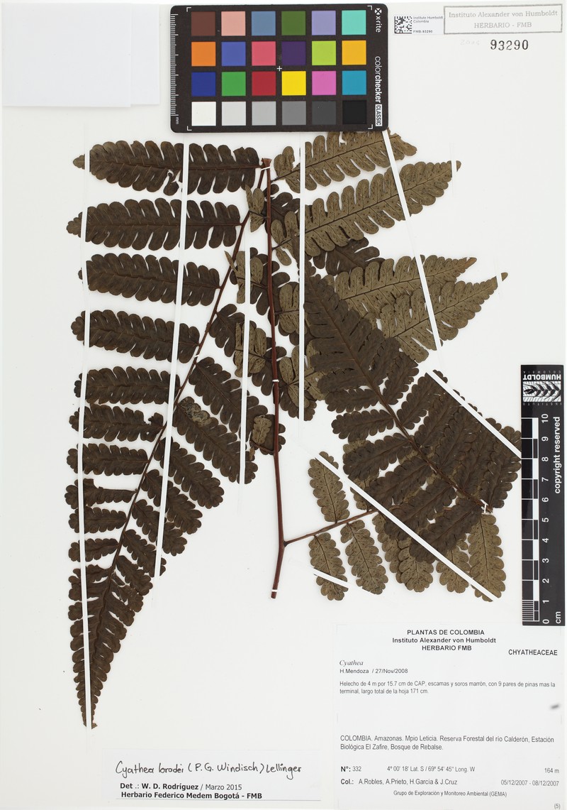 Cyathea bradei photo 3