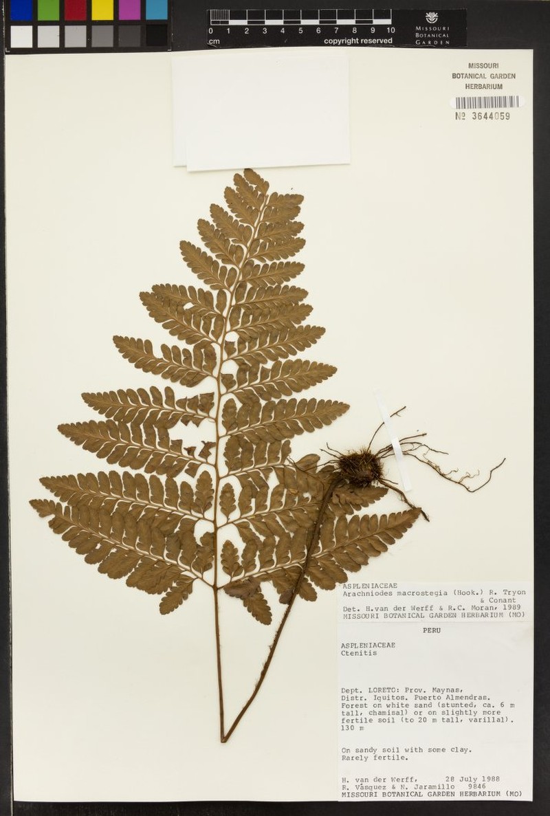 Cyathea bradei photo 4