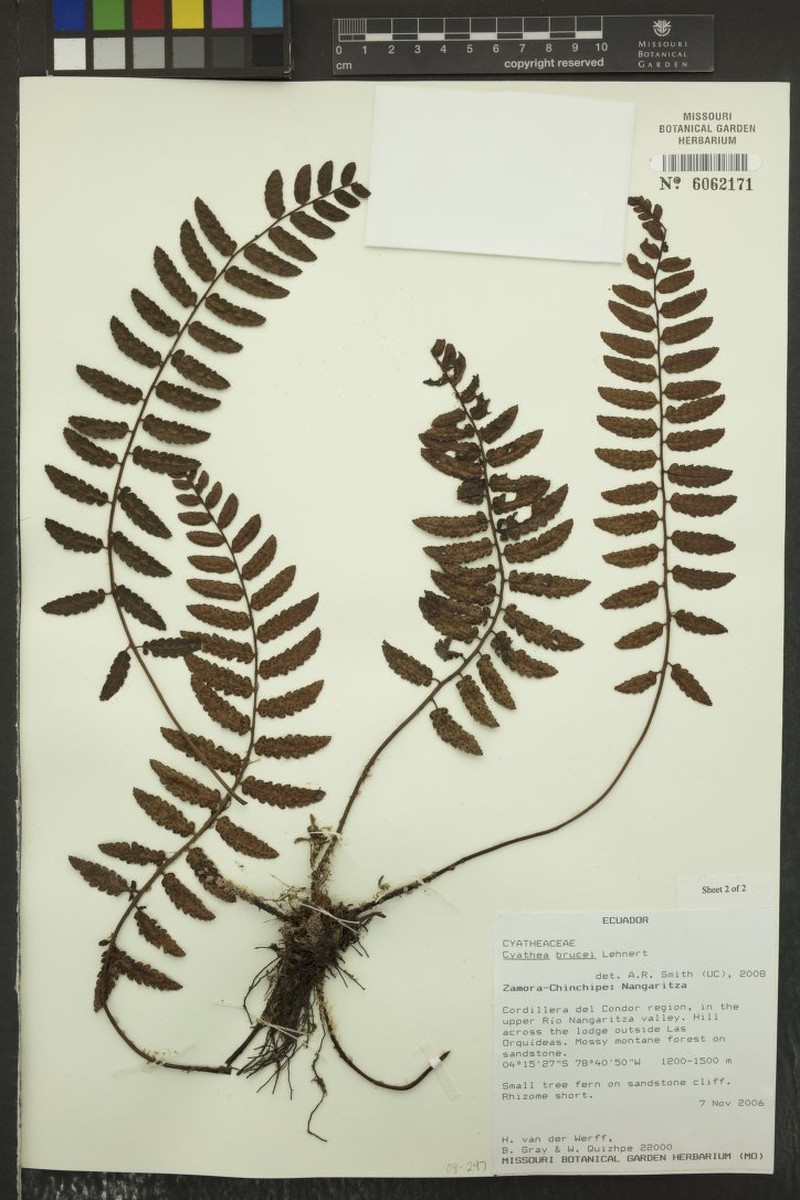 Cyathea brucei