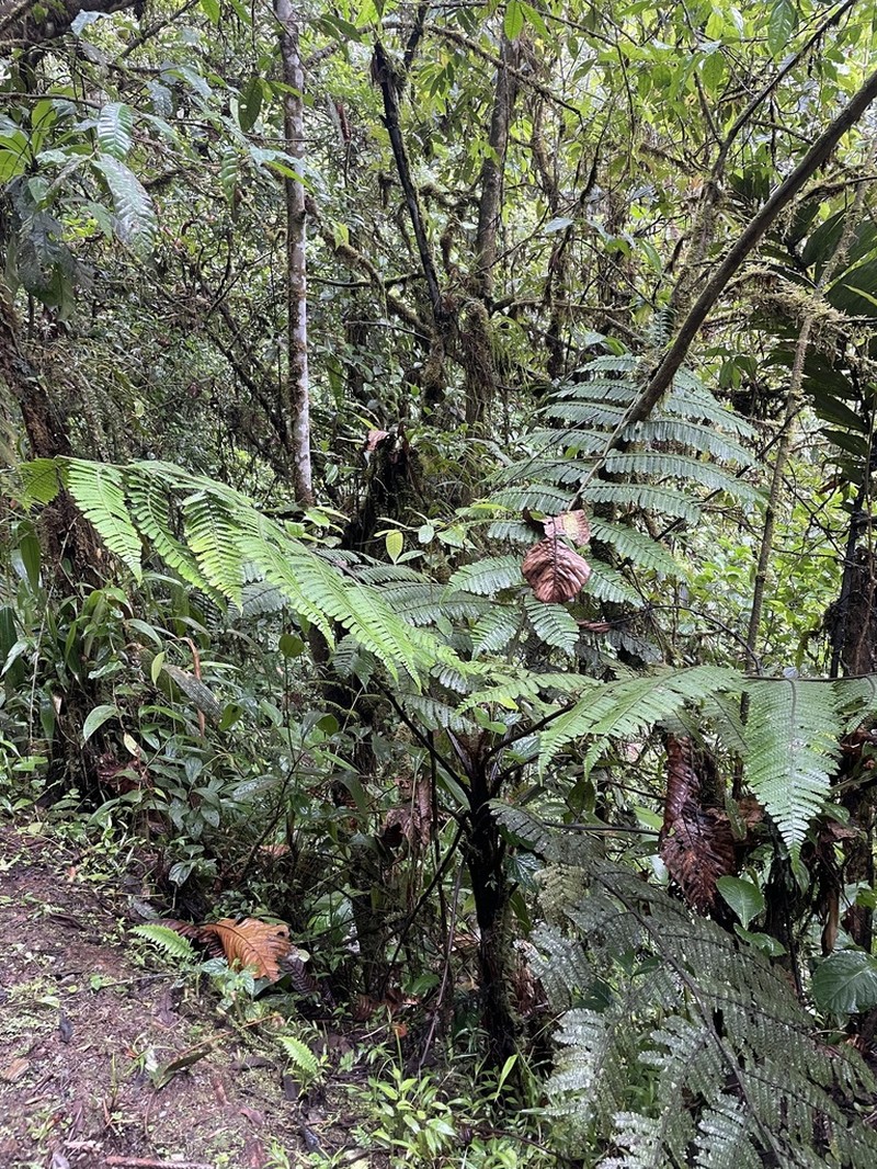 Cyathea brunnescens