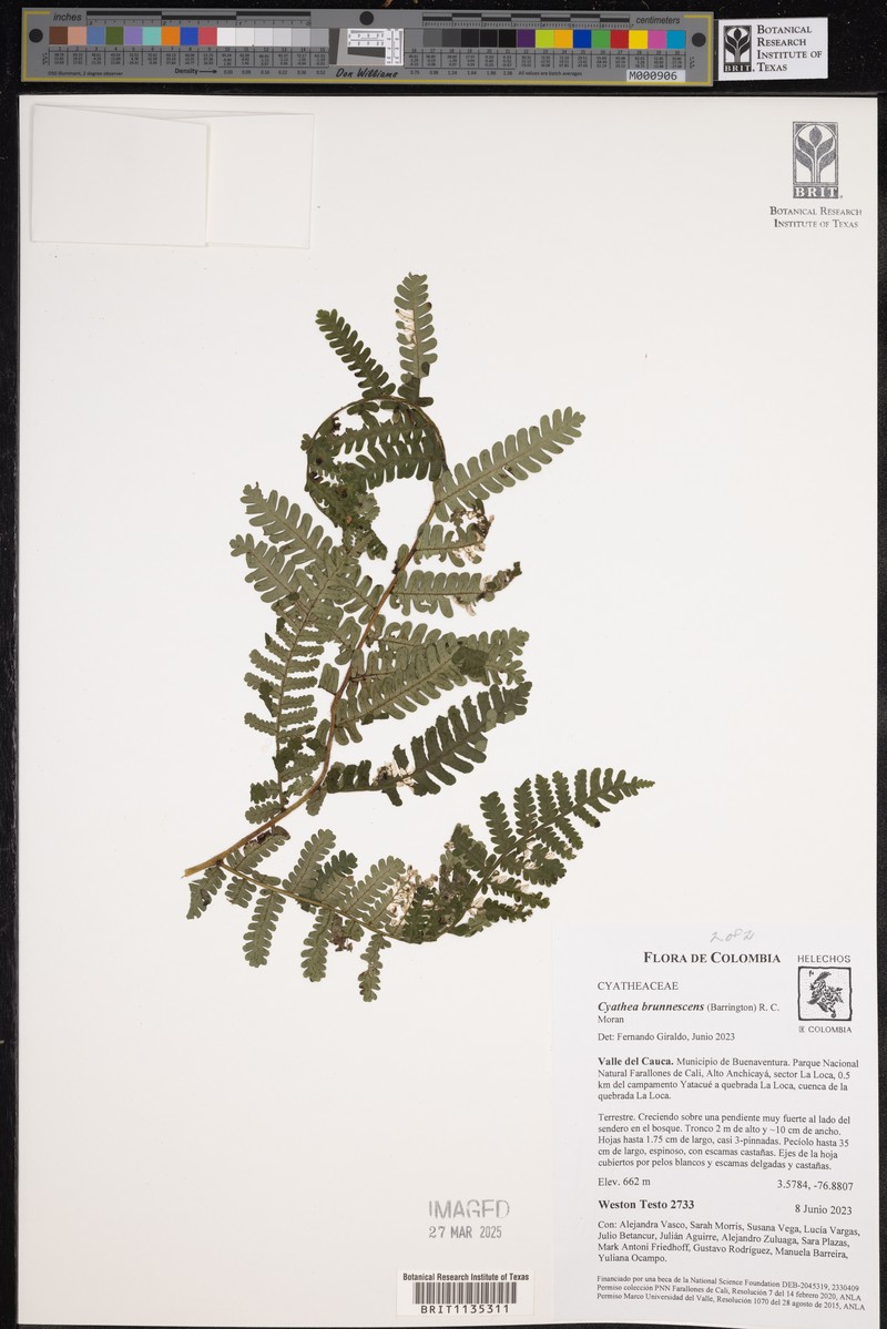 Cyathea brunnescens photo 2