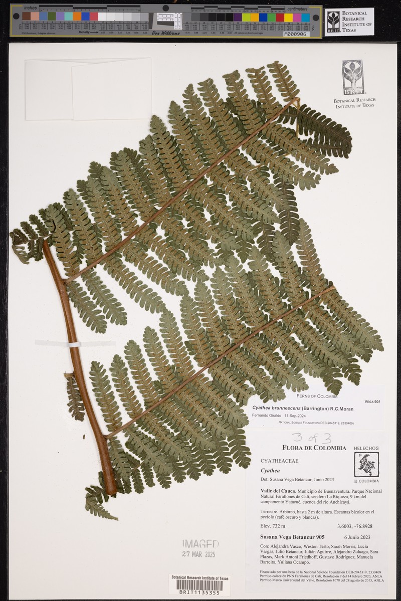 Cyathea brunnescens photo 3