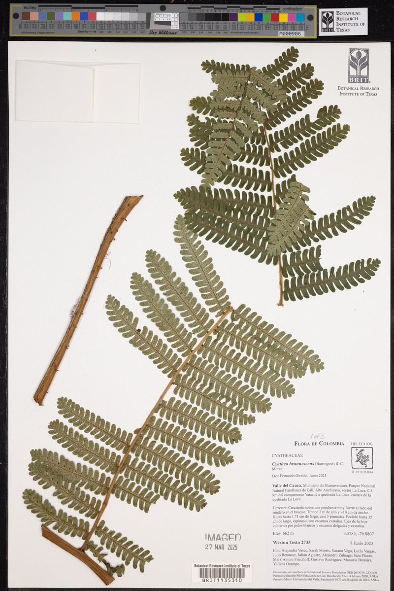 Cyathea brunnescens photo 4