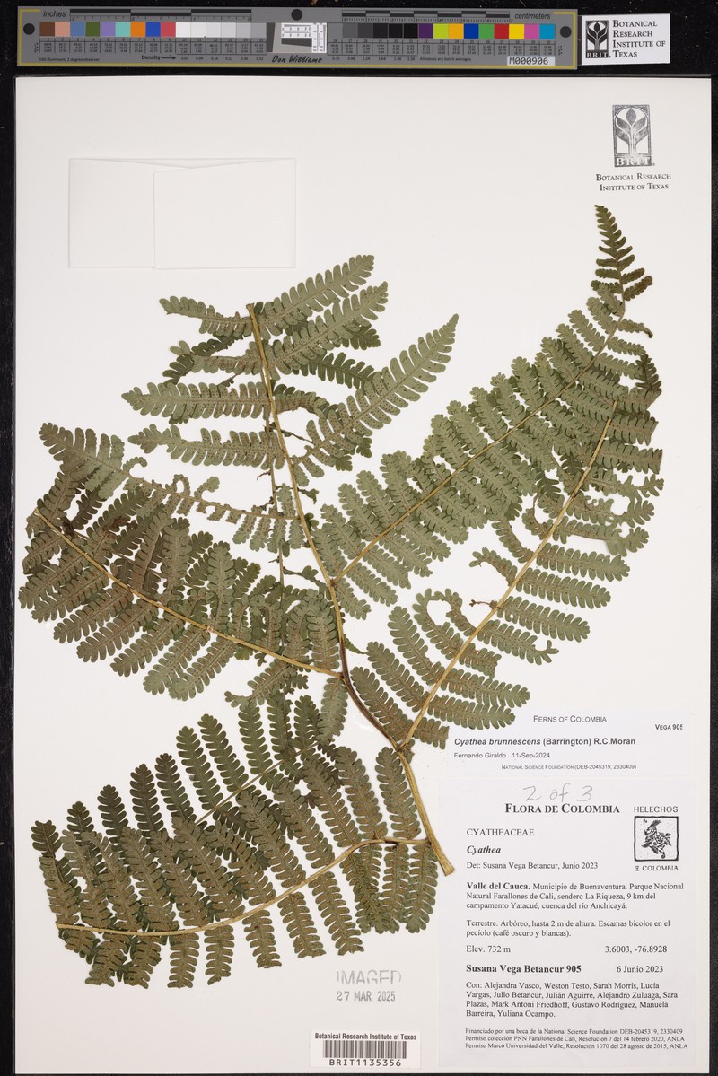 Cyathea brunnescens photo 5