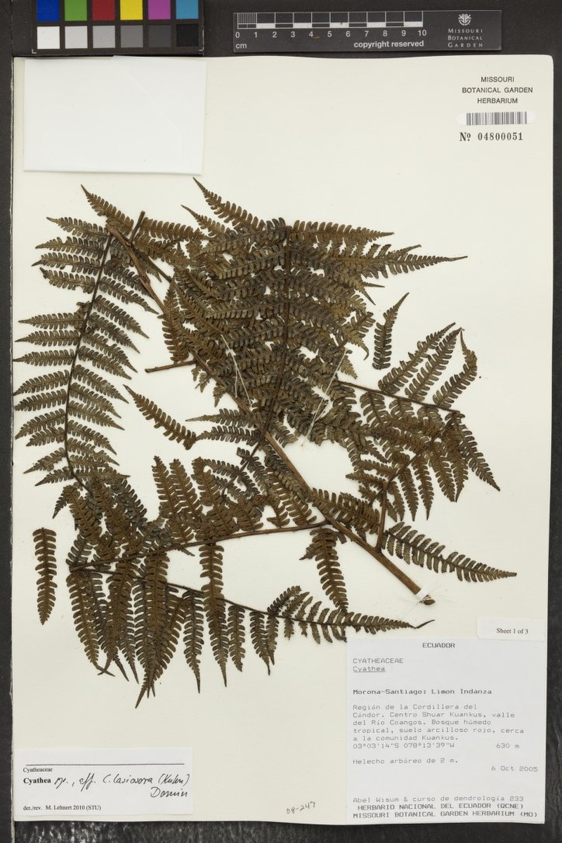 Cyathea calamitatis