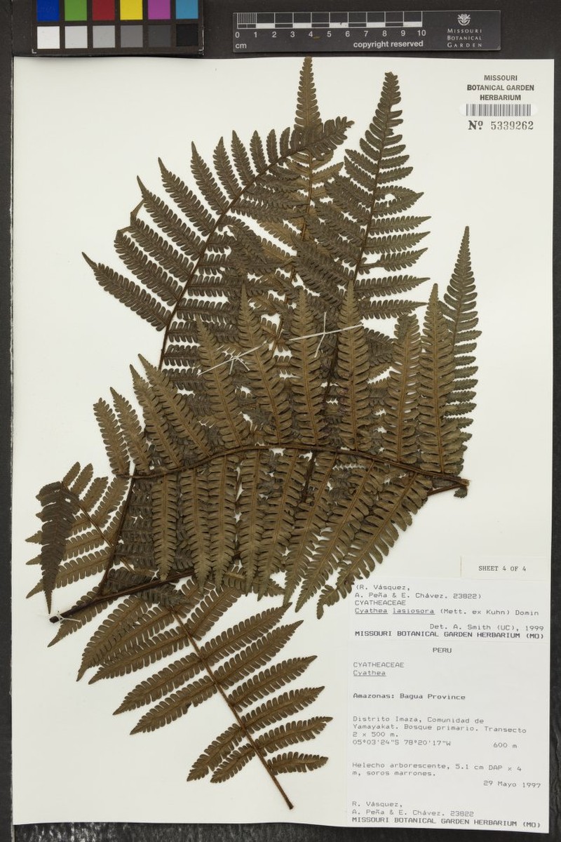 Cyathea calamitatis photo 2