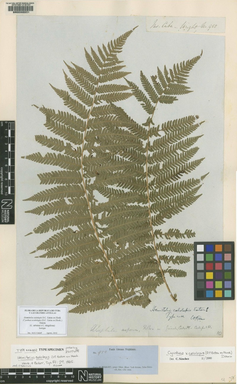 Cyathea calolepis