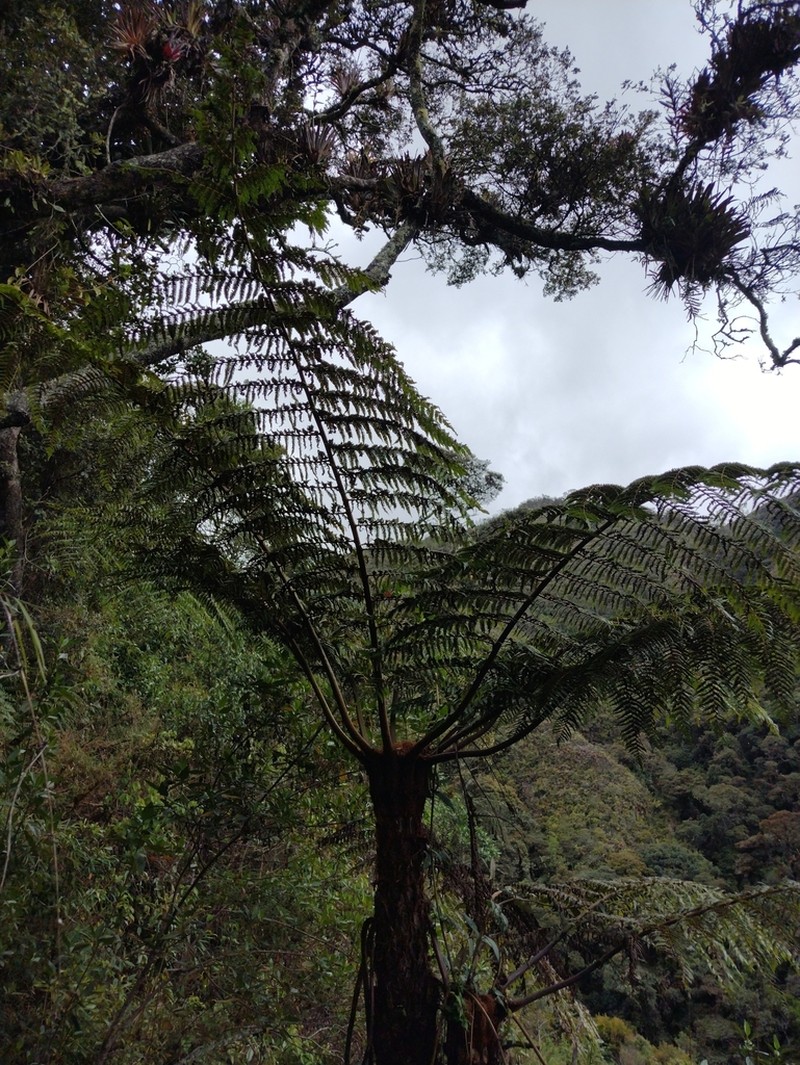 Cyathea caracasana photo 2