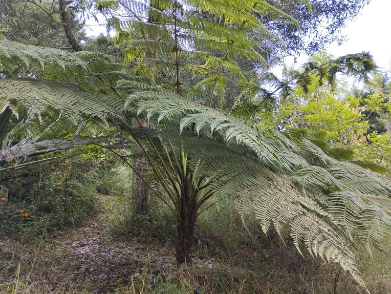 Cyathea caracasana photo 3