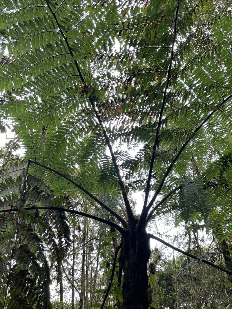 Cyathea caracasana photo 4