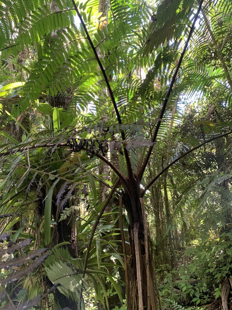 Cyathea caracasana photo 5