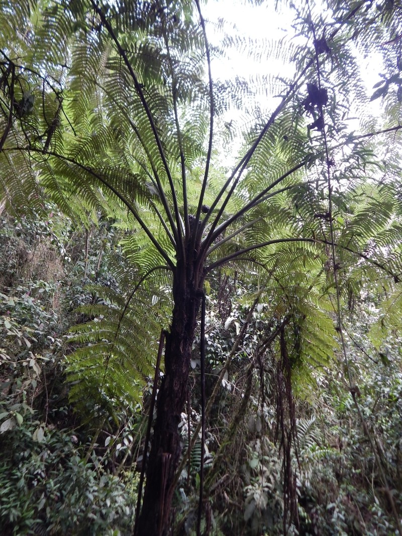 Cyathea caracasana photo 6