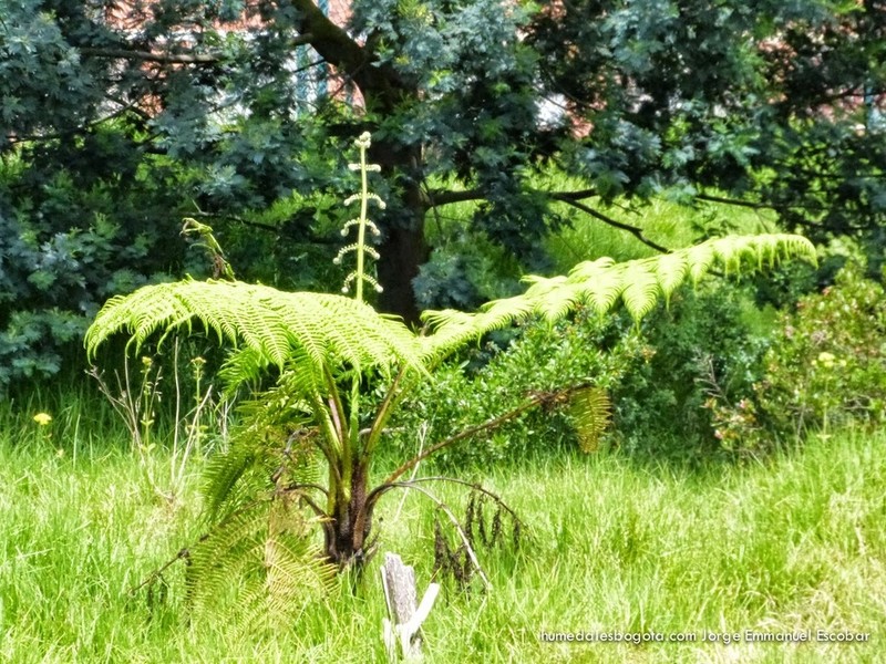 Cyathea caracasana photo 7