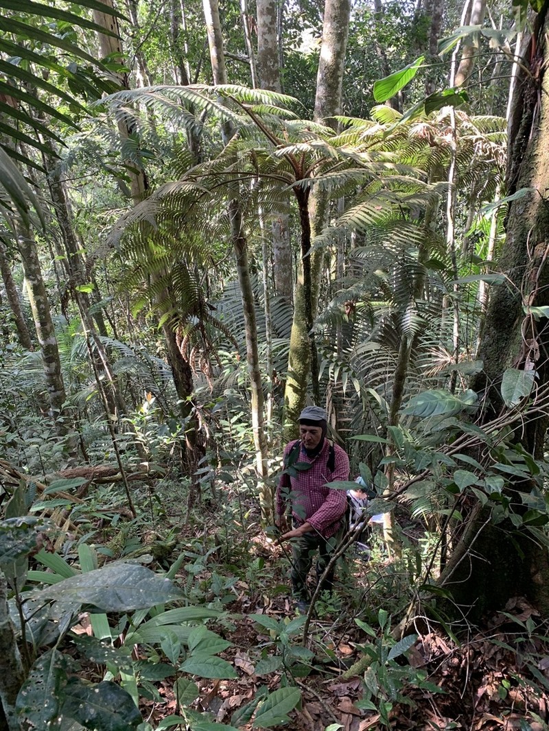 Cyathea cardenasii