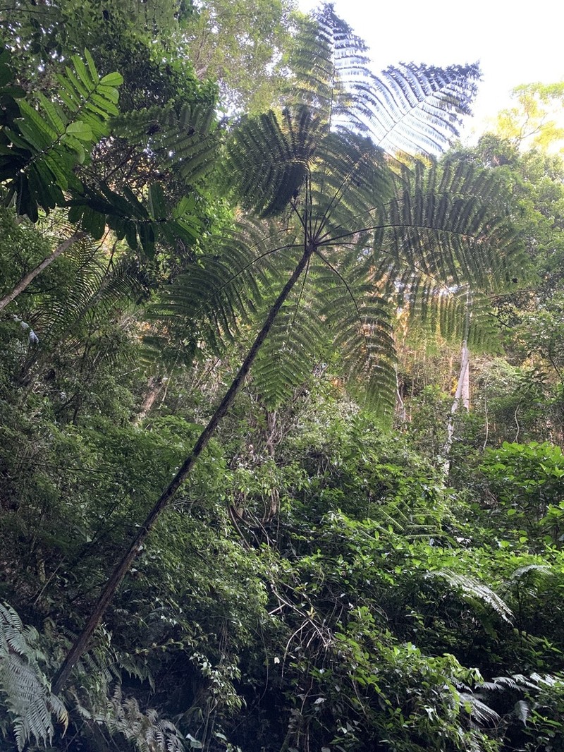 Cyathea cardenasii photo 2
