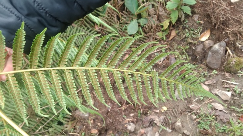 Cyathea carolihenrici