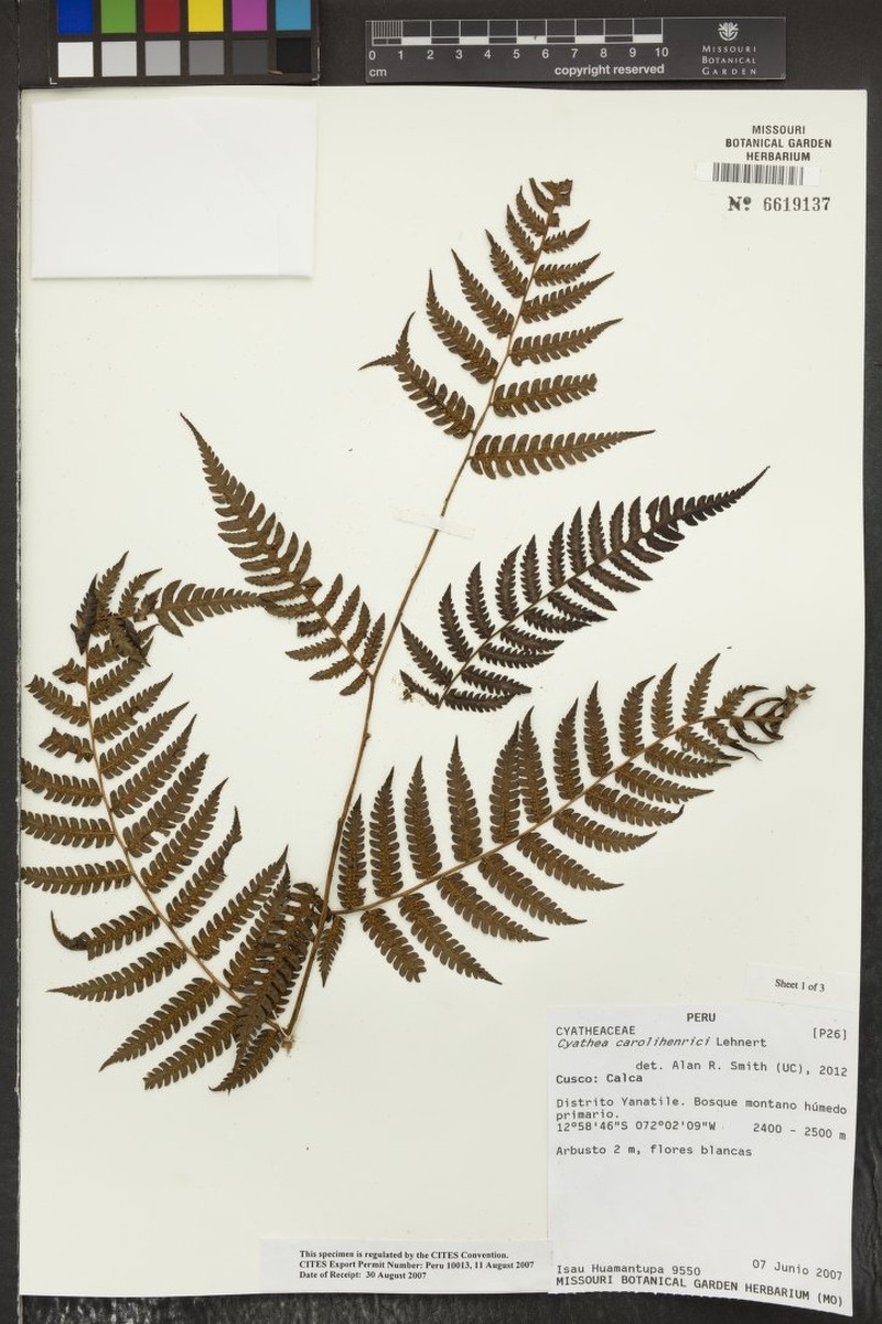 Cyathea carolihenrici photo 2