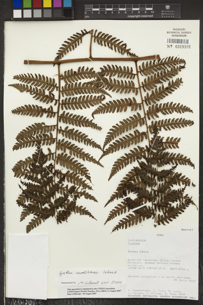 Cyathea carolihenrici photo 3