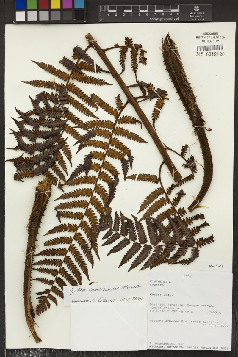 Cyathea carolihenrici photo 4