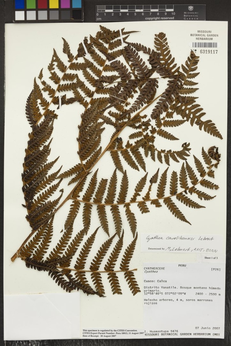 Cyathea carolihenrici photo 5
